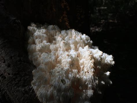 Coral Tooth Mushroom Hericium Coralloides 1001 Mushroom Project