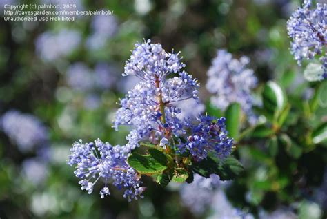 We did not find results for: PlantFiles Pictures: Woollyleaf Ceanothus (Ceanothus ...