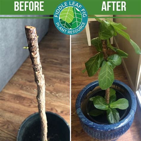Read This Fiddle Leaf Fig Before And After Story And How To Revive A