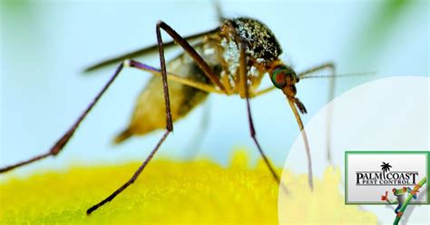 Popular Backyard Mosquito Breeding Spots Pest Control Jupiter