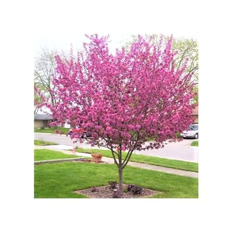 Purple Prince Crabapple Malus Purple Prince Garden Center Point