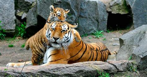 Especies De Tigres Que Existen Características Y Datos Curiosos La