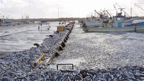日本北海道现大量死沙丁鱼 铺满4公里海岸 科技频道 凤凰网