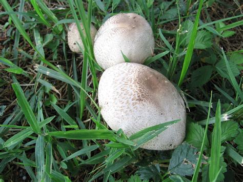 North Carolina Shroom Hunting Pictures Mushroom Hunting And