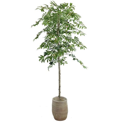 Your basket is currently empty. Olive Tree in Wicker Basket, 6' | At Home