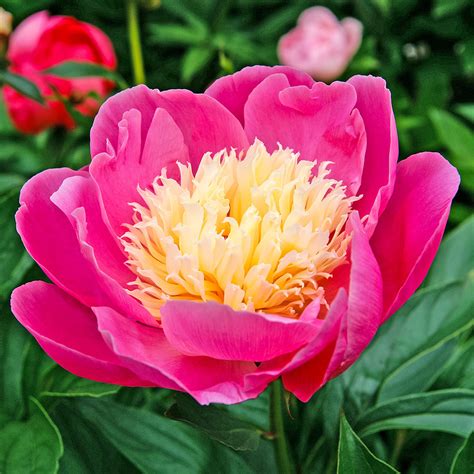 Erröten sie cremig pfingstrosen, grauen blättern und grafischen floralen elementen. Pfingstrose Bowl of Beauty online kaufen bei Gärtner Pötschke