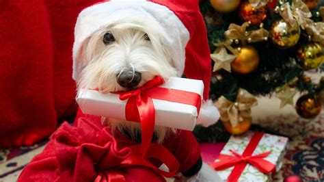 7 Christmas Ts For Your Dog That Are Pawsitively Perfect