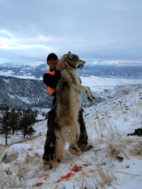 Citizens can hunt and trap dozens of species of wildlife. Wolf Hunting Photo Gallery | Hell's A-Roarin' Outfitters