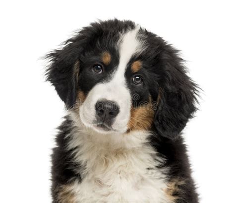 Close Up Of A Bernese Mountain Dog Puppy Stock Image Image Of Camera