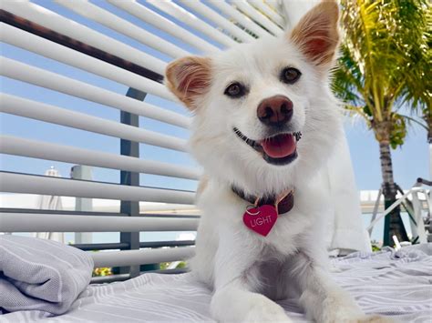 My Furry Valentine: Upscale Florida hotels for you and your pet