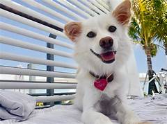 Pet Friendly Date Night Done Right Gainesville S Most Romantic Spots For You And Your Furry Valentine