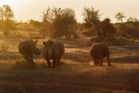 Polokwane Game Reserve In Südafrika Aktivitäten Freizeit Unterkünfte