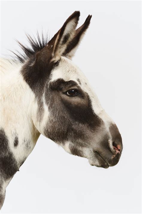 Miniature Sicilian Donkey