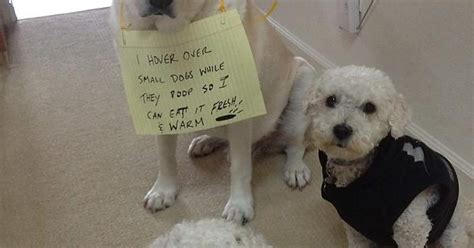 Dog Shame Album On Imgur