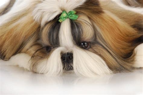 Shih Tzu Dogs Breed Facts Information And Advice Pets4homes