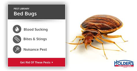 How To Identify Bed Bugs Bed Bugs Northwest