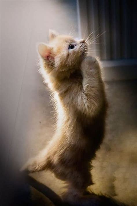 25 Cute Praying Animal Pictures