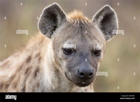 Spotted Hyena Crocuta Crocuta Okavango Delta Botswana Stock Photo