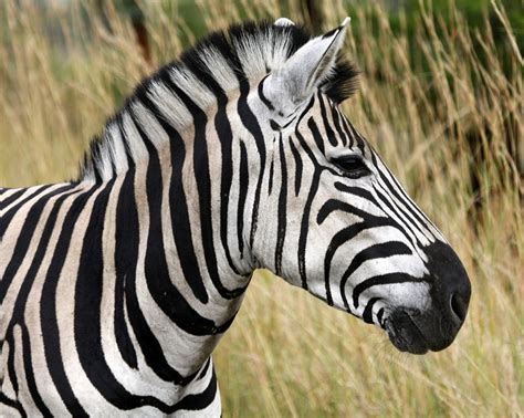 Zebra South African 2 Free Photo Download Freeimages