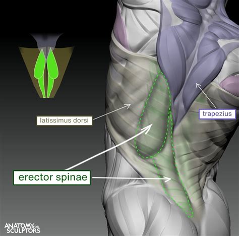 Latissimus Dorsi And Erector Spinae Anatomy For Sculptors On