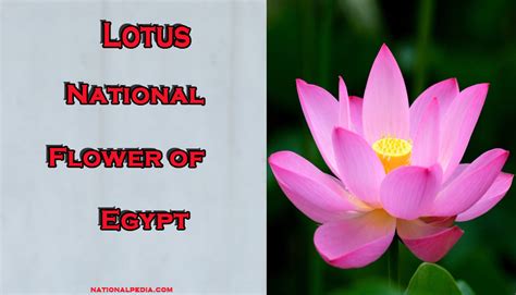 Lotus National Flower Of Egypt Meaning Of The Lotus