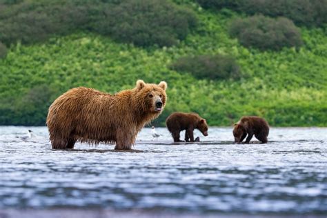 Medvěd Hnědý Kamčatský Ursus Arctos Beringianus Kamchatka Brown Bear