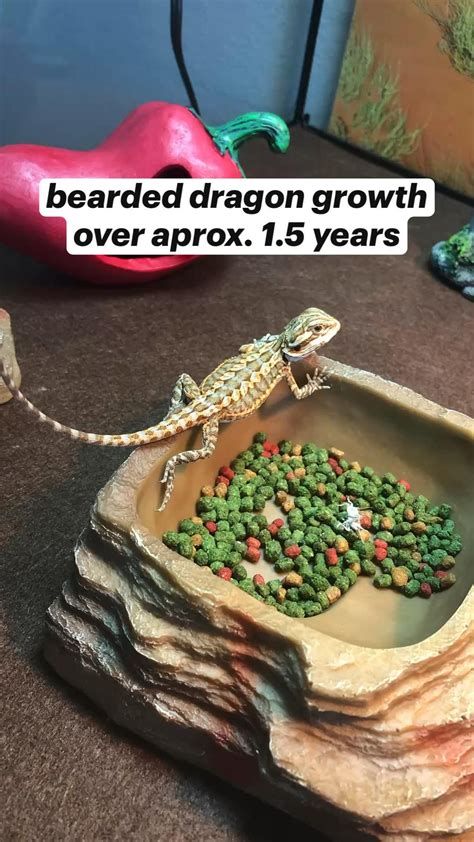 Poop 101 A Definitive Guide To Bearded Dragon Poop Artofit