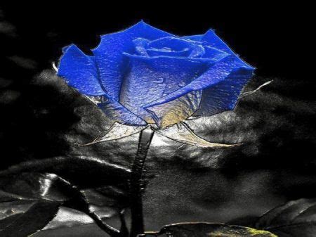 Tons of awesome crips wallpapers to download for free. Pin by rene on "Roses" | Blue roses wallpaper, Beautiful ...