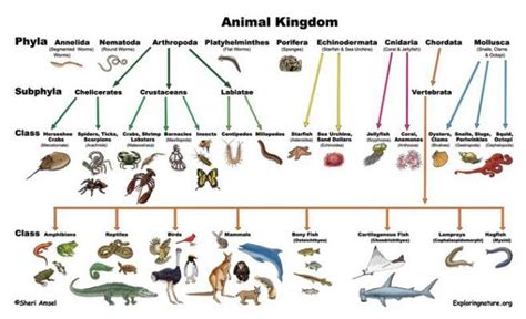 Classification Of Living Things Animal Classification Biology
