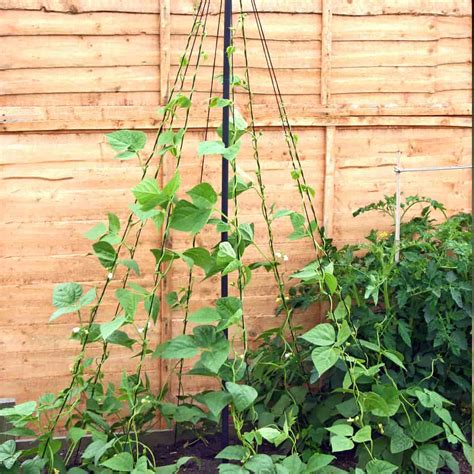 Tuteurs Tomate Rosier Et Plante Grimpante Au Meilleur Prix Jardins