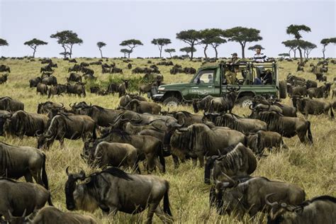 Stages Of The Great Wildebeest Migration Wildebeest Migration Safari
