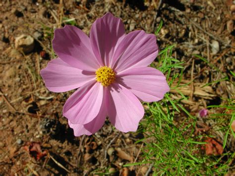 Pink Flower of Cosmos | Nature Photo Gallery