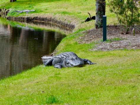Sc Woman Walking Dog Killed In Alligator Attack