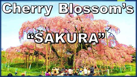 Cherry Blossoms Sakura Compiled Pictures 28 Youtube