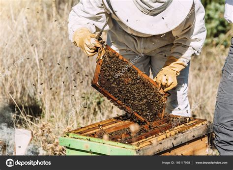 Beekeeper Working Collect Honey Stock Photo By ©santypan 166117958