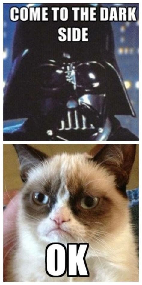Get The Unbelievable Funny Cat Star Wars Memes Hilarious Pets Pictures
