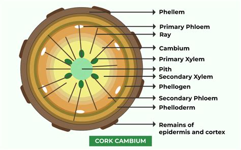 Cork Cambium Definition Structure Functions And Faqs