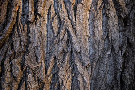 Dark Brown Tree Bark Texture Stock Image Image Of Tree Grey 48948969