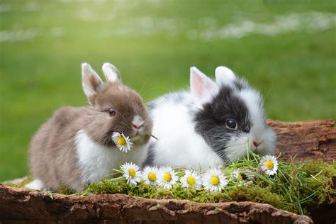 Kostenlose Foto Natur Gras Tier Niedlich Pelz Frühling