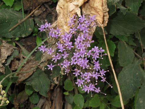 Free shipping over $130 · 10% discount over $999.99 African Plants - A Photo Guide - Trachelium caeruleum L.