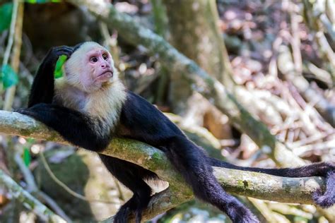 Monos Capuchinos Características Hábitat Especies