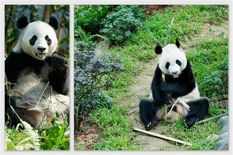 Giant Panda Forest At River Safari To Open 29 November