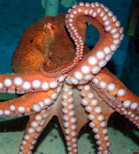 Giant Pacific Octopus Giant Pacific Octopus Octopus Ocean Creatures