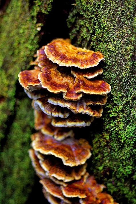 Tree Fungus By Husky Redbubble
