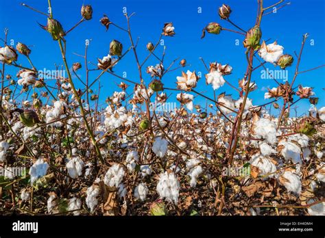 United States Mississippi Marianna Cotton Fields Stock Photo Alamy