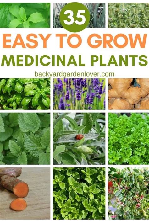 35 Easy To Grow Medicinal Plants To Make Your Own Herbal Remedies In