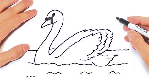 How To Draw A Swan Step By Step Swan Drawing Lesson