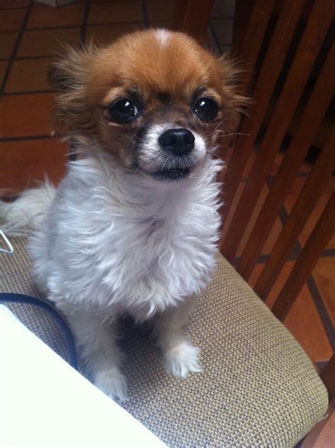 My Baby Love Buttons The Papillonchihuahua Mix Chihuahua Welpen