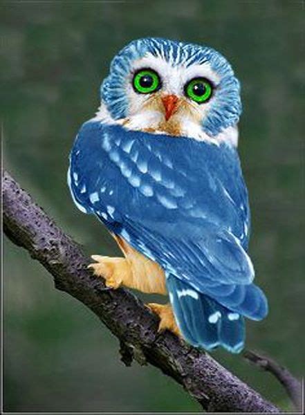 Beautiful And Rare To See Blue Owl Styles Time Rare Animals Animals