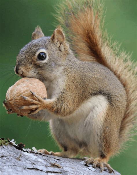 The short answer is yes, squirrels can eat walnuts. Nuts! Squirrels having backyard feast; nuts also healthy ...